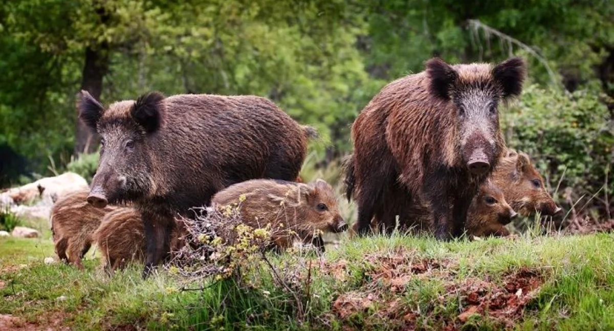 PZŁ, Miasta ruszyły akcją odstrzału dzików - zdjęcie, fotografia
