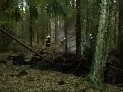 Drzewa przewracały się, bo pod ziemią miały przepalone korzenie.