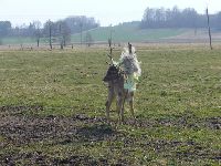 zdjęcie nr 8