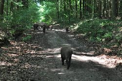 zdjęcie nr 32
