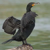 kormoran