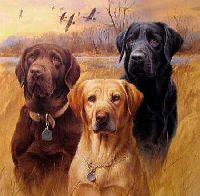 Labrador