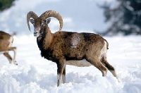 muflon