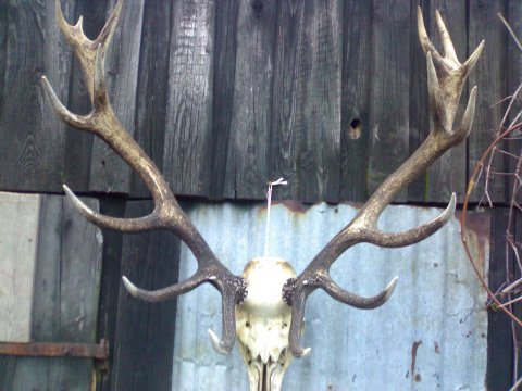 Trofea Myślistwo  - ogłoszenia drobne Myślistwo  | poluje.pl