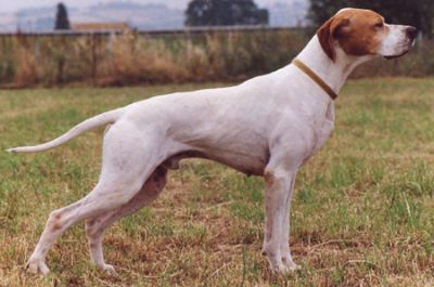 Zdjęcie: myśliwskie Myślistwo Porady poluje