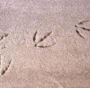 Zdjęcie: Tropienie Myślistwo Porady poluje