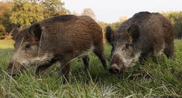 Seminarium poświęcone dzikom 24 kwietnia w Braniewie