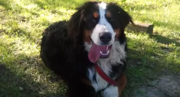 Zastrzelił swoje psy, bo nie radził sobie z opieką - PZŁ reaguje stanowczo