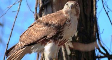 Sukces polskiego sokolnictwa