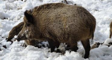 Kto podczas zimy dudni w lesie?