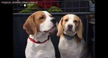 Beagle